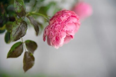 a close up of a pink flower on a branch