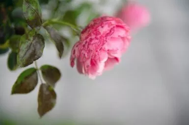 a close up of a pink flower on a branch