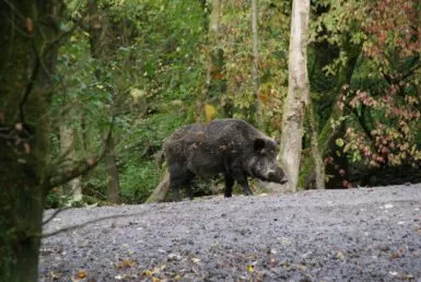 black 4 legged animal on gray concrete road during daytime